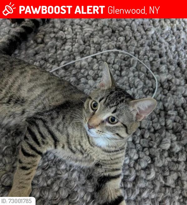 Lost Male Cat last seen Near st and 103 avenue, Glenwood, NY 14069