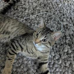 Lost Male Cat last seen Near st and 103 avenue, Glenwood, NY 14069