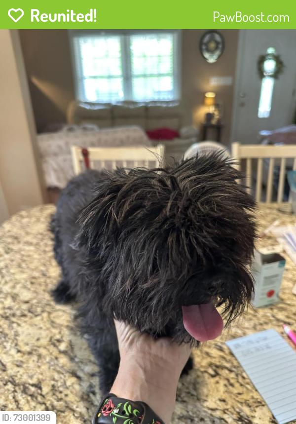 Reunited Female Dog last seen King charles near the circle , Raleigh, NC 27610