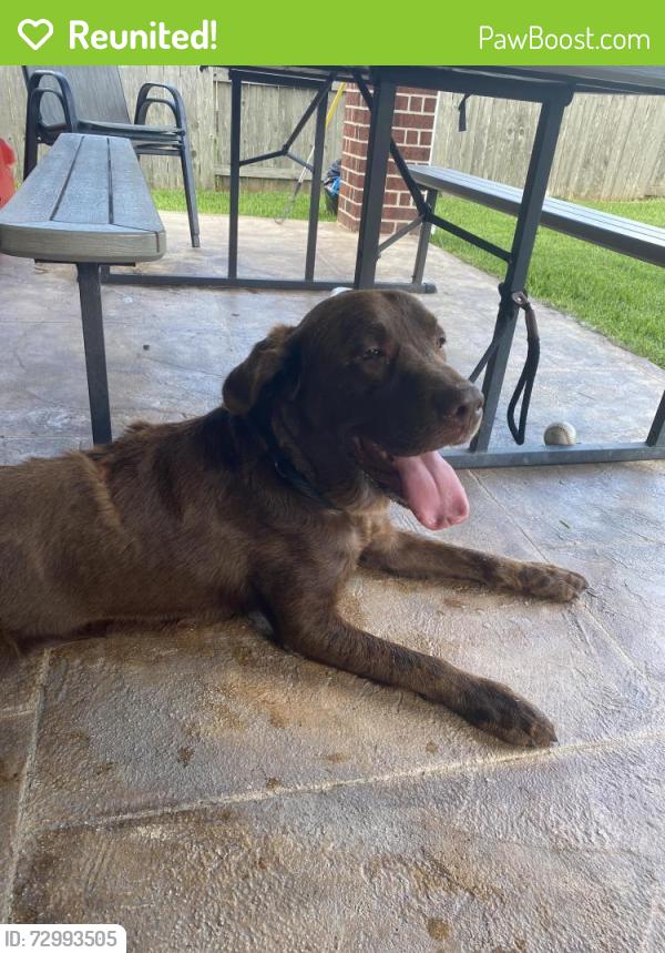 Reunited Male Dog last seen Near Yellowstone trl, Humble, TX 77346