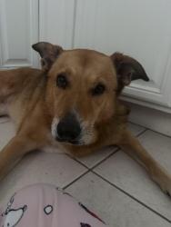 Found/Stray Female Dog last seen Homeland and Lindsay, Port St. Lucie, FL 34953