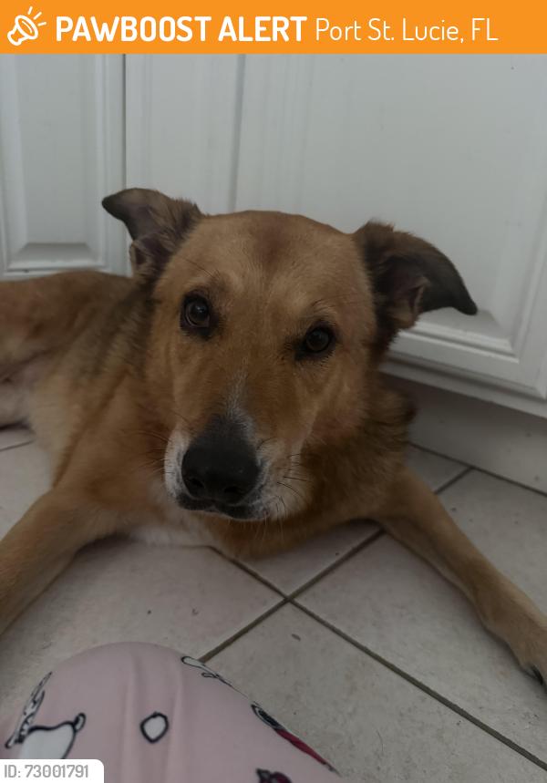 Found/Stray Female Dog last seen Homeland and Lindsay, Port St. Lucie, FL 34953