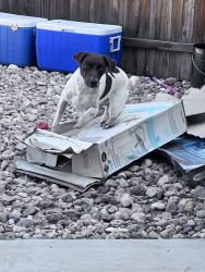 Reunited Female Dog last seen Lindenmeier and E Suniga, Fort Collins, CO 80524