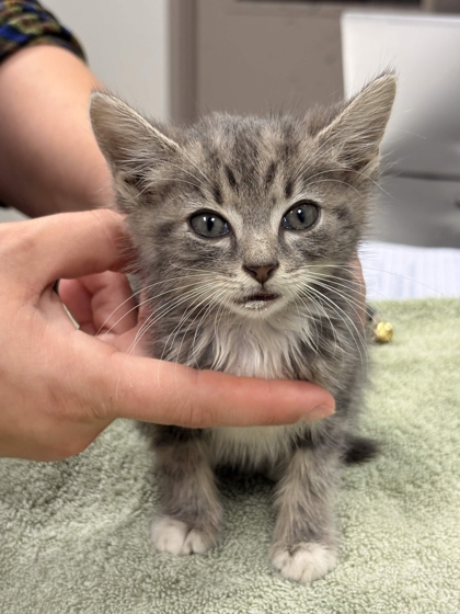 Shelter Stray Female Cat last seen Near Jackson Ave, Memphis, TN, 935 Farm Rd, Memphis, TN 38134, USA