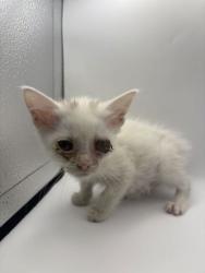 Shelter Stray Female Cat last seen Tarklin Valley Rd., Knox County GP, TN, 3201 Division St, Knoxville, TN 37919, USA