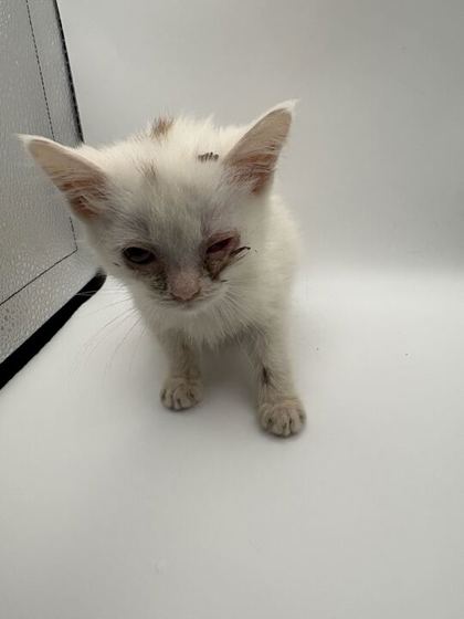 Shelter Stray Female Cat last seen Tarklin Valley Rd., Knox County GP, TN, 3201 Division St, Knoxville, TN 37919, USA