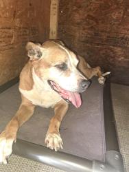 Reunited Female Dog last seen Kennesaw and Central off fowler , Fort Myers, FL 33901