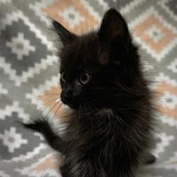 Shelter Stray Male Cat last seen Near Blk Kennedale Parkway, KENNEDALE, TX, 3961 Bluebell Dr, Everman, TX 76140, USA