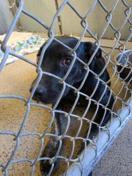 Shelter Stray Female Dog last seen Hughes Dog Park @ Parkside Way, Roseville City, CA, 200 Tahoe Ave, Roseville, CA 95678, USA