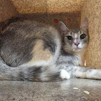 Shelter Stray Female Cat last seen Aster / Nottingham, City of College Station, TX, 5359 Leonard Rd, Bryan, TX 77807, USA