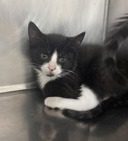 Shelter Stray Male Cat last seen Oaks Road Elementary School, New Bern City Limits, NC, 1639 Old Airport Rd, New Bern, NC 28562, USA
