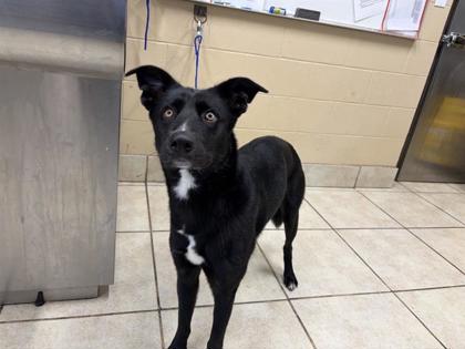 Shelter Stray Female Dog last seen Near blk Silvercrest lane, Williamson County, TX, 1855 SE Inner Loop, Georgetown, TX 78626, USA