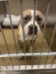 Shelter Stray Male Dog last seen Near W Wintergreen Rd, Duncanville, TX, 1150 E Pleasant Run Rd, Cedar Hill, TX 75104, USA