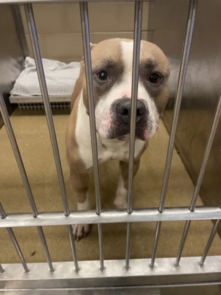 Shelter Stray Male Dog last seen Near W Wintergreen Rd, Duncanville, TX, 1150 E Pleasant Run Rd, Cedar Hill, TX 75104, USA