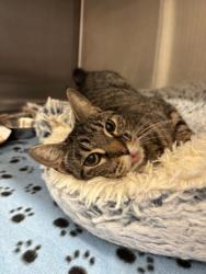Shelter Stray Female Cat last seen Near Sullivan Rd, Atlanta, GA, 1251 Fulton Industrial Blvd NW, Atlanta, GA 30336, USA