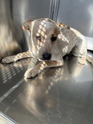 Shelter Stray Female Dog last seen PARK MANOR DR AND E HUMBOLT ST, Central District, TX, 355 Hillshire Dr, Haslet, TX 76052, USA