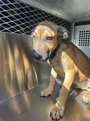 Shelter Stray Male Dog last seen Near LAURETTA DR, East District, TX, 355 Hillshire Dr, Haslet, TX 76052, USA