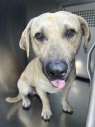 Shelter Stray Male Dog last seen Near LAURETTA DR, East District, TX, 355 Hillshire Dr, Haslet, TX 76052, USA