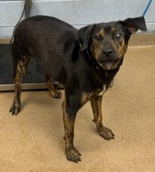 Shelter Stray Male Dog last seen Unknown Location, Avondale Estates, GA 30002, 30002, GA, 3280 Chamblee Dunwoody Rd, Chamblee, GA 30341, USA