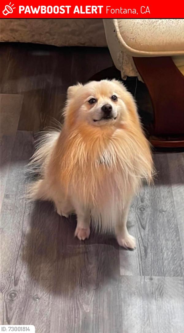 Lost Male Dog last seen Alder and Tamarind , Fontana, CA 92335