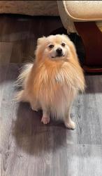 Lost Male Dog last seen Alder and Tamarind , Fontana, CA 92335