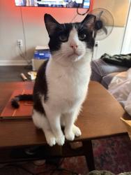 Found/Stray Male Cat last seen Spinning Mill Lofts, Clayton, NC 27520