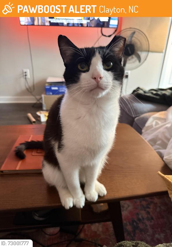 Found/Stray Male Cat last seen Spinning Mill Lofts, Clayton, NC 27520