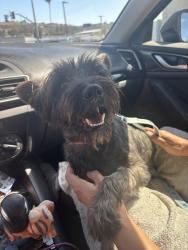 Reunited Male Dog last seen Near Ruby Ln, Lemon Grove, CA 91945, USA, Lemon Grove, CA 91945