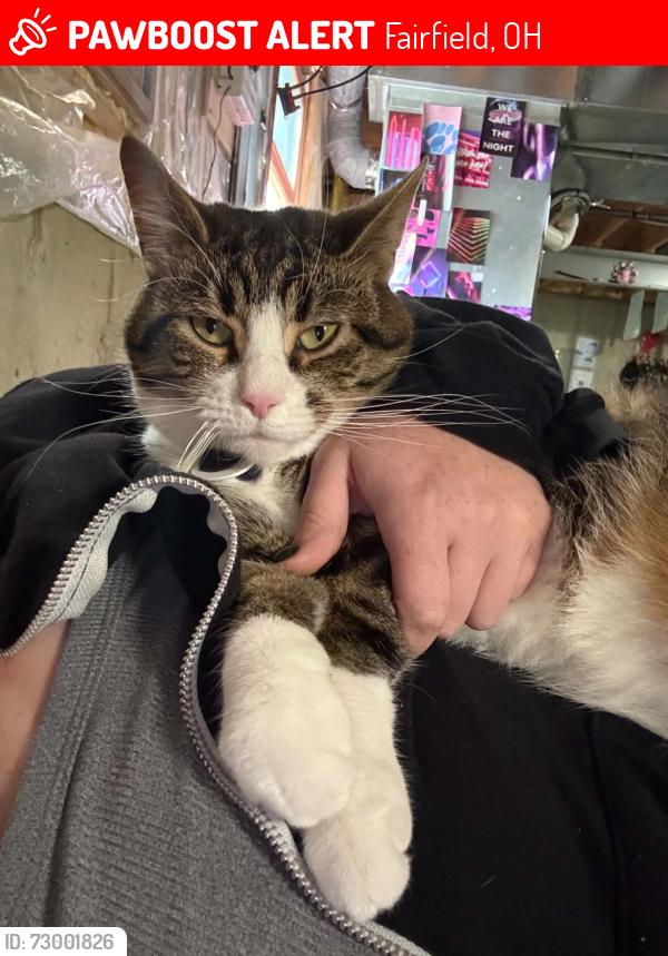Lost Male Cat last seen Annandale Drive, Fairfield, Ohio, Shoal Meadows, Fairfield, OH 45014