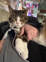 Lost Male Cat last seen Annandale Drive, Fairfield, Ohio, Shoal Meadows, Fairfield, OH 45014
