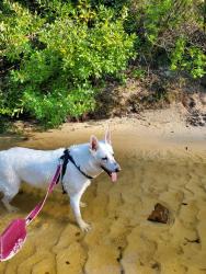 Lost Female Dog last seen Somewhere in the city , Wesley Chapel, FL 33544