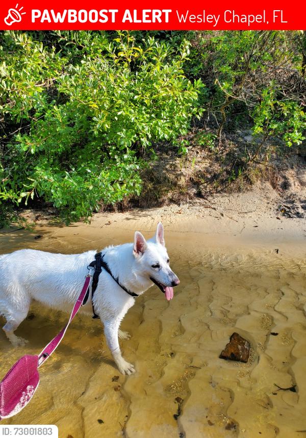 Lost Female Dog last seen Somewhere in the city , Wesley Chapel, FL 33544