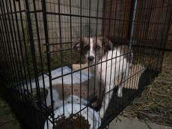 Found/Stray Male Dog last seen Monroe St and California Ave, Riverside, CA 92503