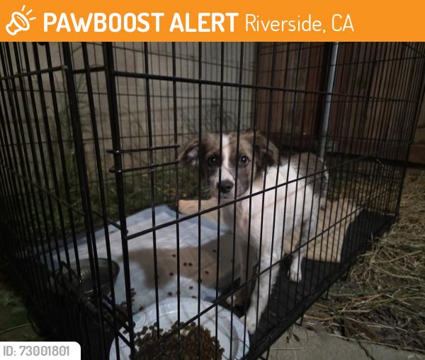 Found/Stray Male Dog last seen Monroe St and California Ave, Riverside, CA 92503
