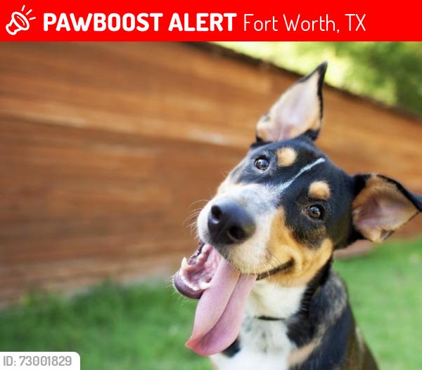 Lost Male Dog last seen Near the dog park, Fort Worth, TX 76102