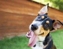 Lost Male Dog last seen Near the dog park, Fort Worth, TX 76102