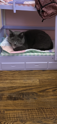 Lost Female Cat last seen Ringing Rd, Spruce Ln, Crystal Lake, IL 60014