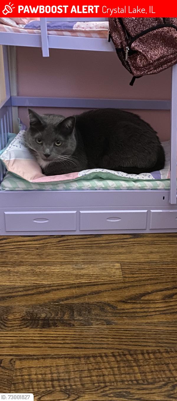 Lost Female Cat last seen Ringing Rd, Spruce Ln, Crystal Lake, IL 60014