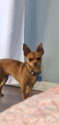 Lost Female Dog last seen Near S Platte River Dr, Englewood, CO 80110, Englewood, CO 80110