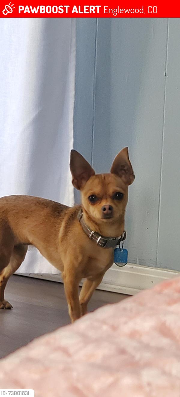 Lost Female Dog last seen Near S Platte River Dr, Englewood, CO 80110, Englewood, CO 80110