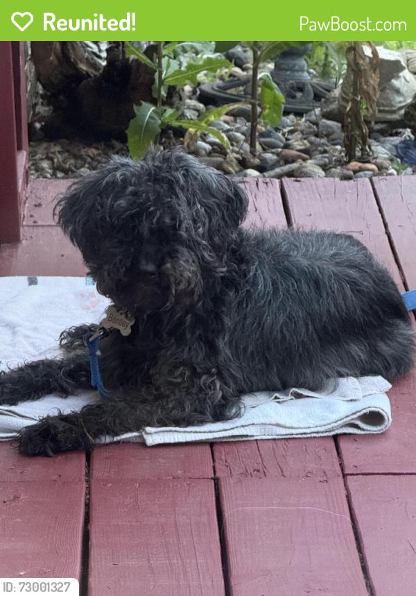 Reunited Male Dog last seen Meredith middle school, Des Moines, IA 50310