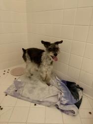 Reunited Male Dog last seen Tuxedo Ave , Alamo Heights, TX 78209