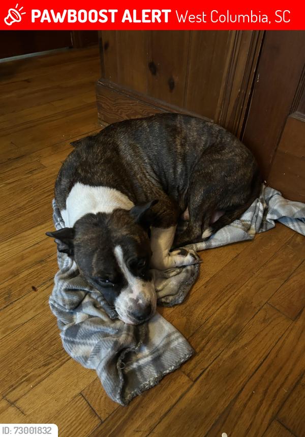 Lost Female Dog last seen S Prospect , West Columbia, SC 29169