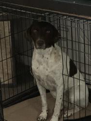 Reunited Female Dog last seen Lindenmeier Rd, Fort Collins, CO 80524, USA, Fort Collins, CO 80524