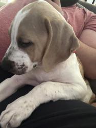 Lost Male Dog last seen Walker North, Spring Lake, LA 70785