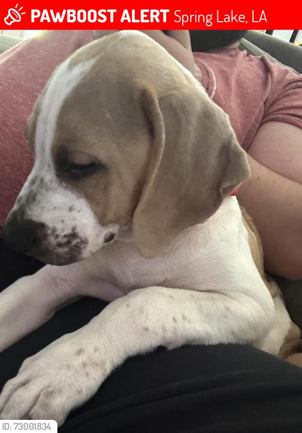 Lost Male Dog last seen Walker North, Spring Lake, LA 70785