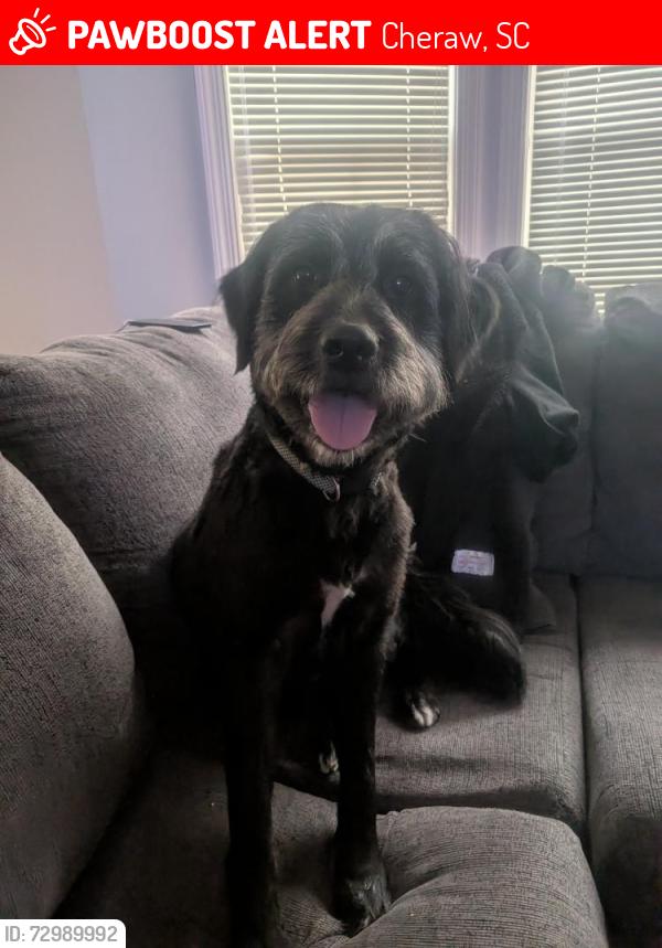 Lost Female Dog last seen West market street cheraw sc, Cheraw, SC 29520