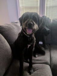 Lost Female Dog last seen West market street cheraw sc, Cheraw, SC 29520