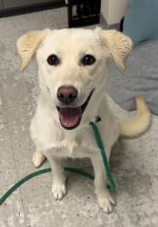 Shelter Stray Female Dog last seen Near W Standard Lane, Magna Township, UT, 84044, 511 W 3900 S, Salt Lake City, UT 84123, USA