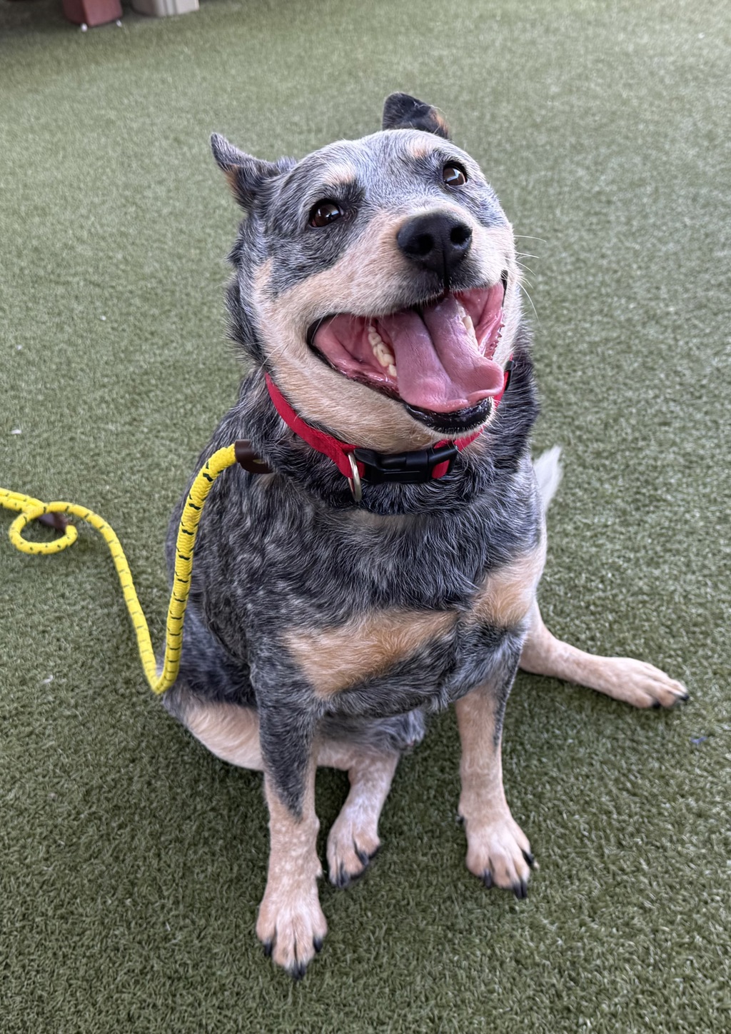 Shelter Stray Male Dog last seen Near E 2100 S, SALT LAKE CITY, UT, 84103, 511 W 3900 S, Salt Lake City, UT 84123, USA